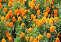 孔雀草的繁殖多久？