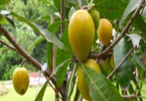 鸡蛋果树结果需要几年 附生长环境