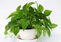 冬天绿萝怎么养不会死