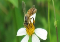 野蜜蜂怎么养才不会走 蜜蜂为什么会弃巢逃跑