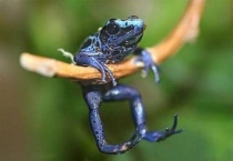 青蛙是什么发育