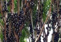 台湾嘉宝果的味道是怎样的 它的树苗价格是多少 附种植要点