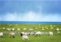 羊一年可以繁殖几次