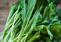 雪菜是不是盐菜 什么是雪菜和盐菜