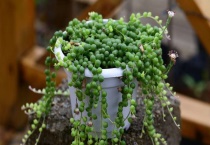 多肉佛珠为什么不能沾水