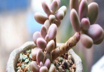 多肉砍头和不砍头区别？