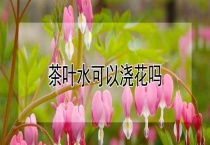 茶叶水可以浇花吗？