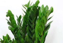 金钱树烂根怎么办怎么处理？烂根的原因有哪些？