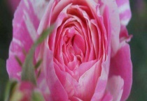 紫雾泡泡月季勤花吗？