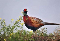 山鸡是国家保护动物吗？