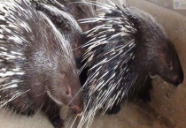 豪猪天敌是什么动物 野生豪猪可以猎捕吗？