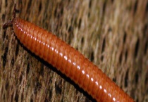 大蜈蚣有毒吗 被咬后怎么办？