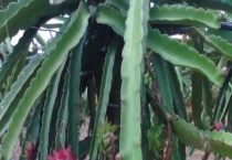 火龙果枝条长锈斑是什么原因？