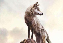 养狼会认主吗？