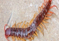 被蜈蚣咬了会怎么样？蜈蚣的毒性有多大