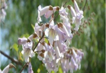 泡桐花什么时候开 生长习性和品种有哪些？