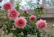 月季嫁接在哪些树上可以成活