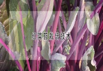 红菜苔栽培技术