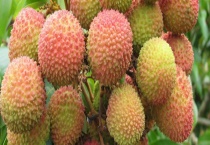 灵山荔枝一般几月成熟 附灵山荔枝的产地环境