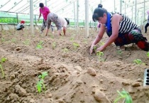 番茄定植就黄头怎么办？