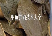 甲鱼养殖技术大全