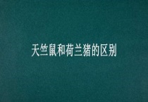 天竺鼠和荷兰猪的区别？