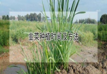 韭菜种植时间及多久？
