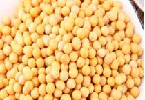 小朋友种黄豆的多久？