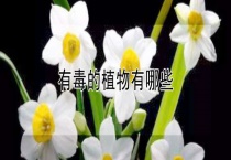 有毒的植物有哪些？