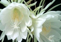 昙花的花语和象征意义