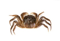 螃蟹吃什么食物