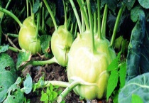 头菜是不是芥菜 附头菜的营养价值