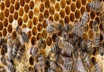 蜂箱覆布有什么作用 详细介绍