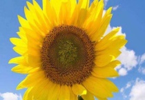 向日葵传播种子的多久？