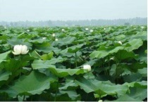 挺水植物的特点和代表植物有什么？