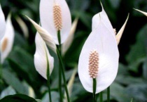 白掌花变绿了要剪掉吗？