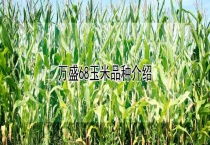 万盛68玉米品种介绍