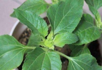 植物叶子发黄干枯是怎么回事