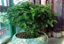 驱蚊树有哪些品种