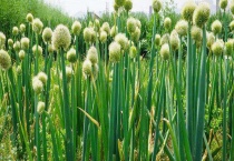 大葱种子价格及种植方法 大葱的品种选择