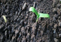 菜怎么用尿素施肥 附尿素的保存多久？