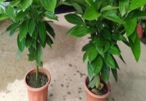 平安树的寿命有多长 平安树对生长环境的要求