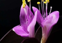 紫竹梅的功效与作用