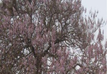 桐树什么时候开花 附泌蜜条件