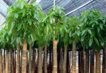 客厅适合放什么大盆栽