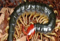 蜈蚣养殖的常见骗局 附养殖的常见误区