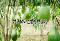 柚子树可以插枝成活吗？