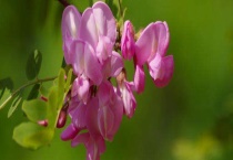 粉色的槐花可以吃吗？