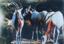 什么是阿拉伯长角羚