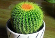 仙人球夏天可以暴晒吗？